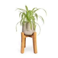 Chlorophytum Vittatum - Spider Plant -HORTOLOGY Plants Sale Chlorophytum Vittatum Spider Plant 12x35cm Patt Plant Pot Tall Stand Grey Washed 23x34cm