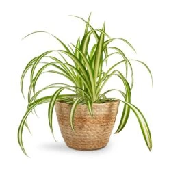Chlorophytum Vittatum - Spider Plant -HORTOLOGY Plants Sale Chlorophytum Vittatum Spider Plant 12x35cm Selin Plant Basket Jute 15x12cm 55c3b876 8b68 4f5a 8ae9 b581ca36259b