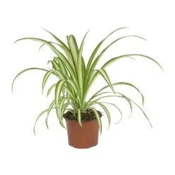 Chlorophytum Vittatum - Spider Plant -HORTOLOGY Plants Sale Chlorophytum Vittatum Spider Plant