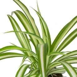 HORTOLOGY Plants Sale 26 HORTOLOGY Plants Sale -HORTOLOGY Plants Sale Chlorophytum Vittatum Spider Plant Leaves
