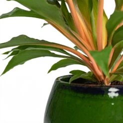 Charlotte Plant Pot - Green 30 Charlotte Plant Pot - Green -HORTOLOGY Plants Sale Chlorophytum orchidastrum Green Orange Charlotte Plant Pot Green Close Up b4dec2a6 a684 4c30 a3d3 5399f22897aa