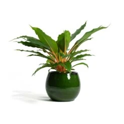 Charlotte Plant Pot - Green 29 Charlotte Plant Pot - Green -HORTOLOGY Plants Sale Chlorophytum orchidastrum Green Orange Charlotte Plant Pot Green f13d40ff 6a85 4acc 856f af6e20ea8cad