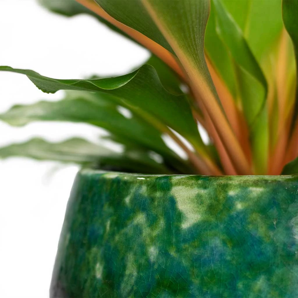 Lindy Plant Pot - Black Green 16 Lindy Plant Pot - Black Green - Image 16
