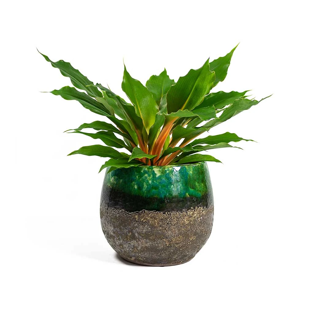 Lindy Plant Pot - Black Green 18 Lindy Plant Pot - Black Green - Image 18
