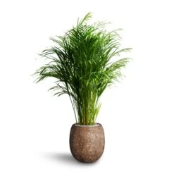 Polystone Coated Plain Balloon Planter - Rock 12 Polystone Coated Plain Balloon Planter - Rock -HORTOLOGY Plants Sale Chrysalidocarpus Areca Palm Hydroculture Polystone Coated Plain Balloon Planter Rock 70e78fc5 64ed 42a6 b893 ea285b2a03b7