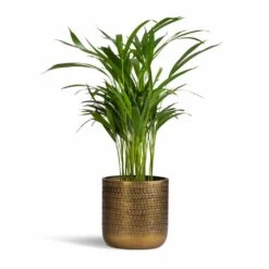 Solis Embossed Plant Pot - Gold -HORTOLOGY Plants Sale Chrysalidocarpus lutescens Areca Palm 17x55cm Solis Embossed Plant Pot Gold 18x18cm