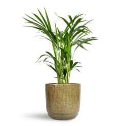 Cille Plant Pot - Forest -HORTOLOGY Plants Sale Chrysalidocarpus lutescens Areca Palm 17x70cm Cille Plant Pot Forest 21x20cm