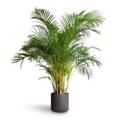 Charlie Plant Pot - Black Washed 23 Charlie Plant Pot - Black Washed -HORTOLOGY Plants Sale Chrysalidocarpus lutescens Areca Palm 27x150cm Charlie Plant Pot Black Washed 32x31cm b08ddb30 3862 4c39 aa57 b33876aaeda0