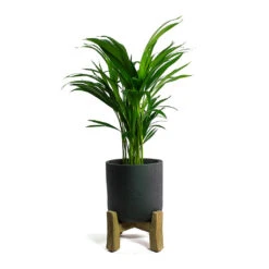 Charlie Plant Pot - Low Stand - Black Washed 8 Charlie Plant Pot - Low Stand - Black Washed -HORTOLOGY Plants Sale Chrysalidocarpus lutescens Areca Palm Charlie Plant Pot Low Stand Black Washed