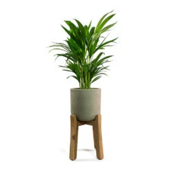 Charlie Plant Pot - Tall Stand - Grey Washed -HORTOLOGY Plants Sale Chrysalidocarpus lutescens Areca Palm Patt Plant Pot Low Stand Black Washed