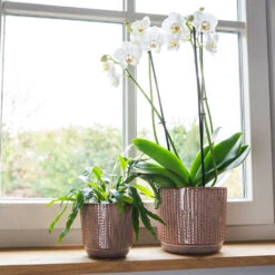 Cille Plant Pot - Vintage Pink -HORTOLOGY Plants Sale Cille old pink 01