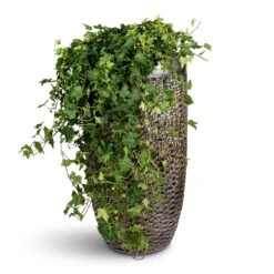 Cissus Rhombifolia Ellen Dancia - Grape Ivy