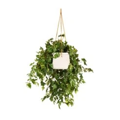 Cissus Rhombifolia Ellen Dancia - Grape Ivy -HORTOLOGY Plants Sale Cissus rhombifolia Ellen Dancia Grape Ivy 17x40cm Patt Hanging Plant Pot Grey Washed 20x17cm