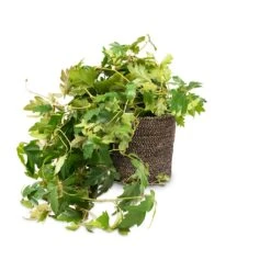 Cissus Rhombifolia Ellen Dancia - Grape Ivy -HORTOLOGY Plants Sale Cissus rhombifolia Ellen Dancia Grape Ivy 17x40cm Selin Plant Basket Black Weave 22x19cm