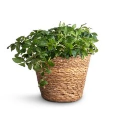 Igmar Plant Basket - Natural -HORTOLOGY Plants Sale Cissus striata parthenocissus Verona Vein 12x20cm Igmar Plant Basket Natural 15x12cm 5ac6ab54 23a7 4b4e a583 d8142188bff7