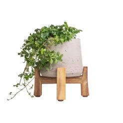 Patt Plant Pot - Low Stand - Grey Washed -HORTOLOGY Plants Sale Cissus striata parthenocissus Verona Vein 12x20cm Patt Plant Pot Low Stand Grey Washed 20x21cm 3 f20ec235 e683 4e3f 990d 160bbea37e66