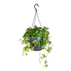 Cissus Striata Parthenocissus - Verona Vein -HORTOLOGY Plants Sale Cissus striata parthenocissus Verona Vein 15x25cm