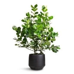 Norell Plant Pot - Black 34 Norell Plant Pot - Black -HORTOLOGY Plants Sale Clusia rosea Princess Autograph Tree 30x100cm Norell Plant Pot Black 32x30cm 3c33ce30 5050 48d5 a842 879b28e4461b