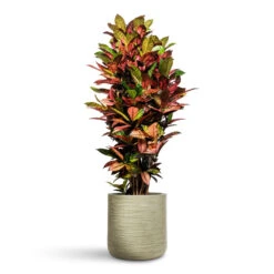 Dune Cylinder Planter - Pistachio -HORTOLOGY Plants Sale Codiaeum Iceton 30x130cm Dune Cylinder Planter Pistachio 38x37cm 2 1