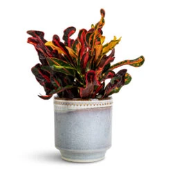 Codiaeum Mammi - Croton -HORTOLOGY Plants Sale Codiaeum Mammi 12x35cm Clover Pot Heather 15x15cm