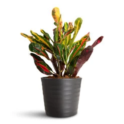 Codiaeum Mammi - Croton -HORTOLOGY Plants Sale Codiaeum Mammi 12x35cm Oslo Pot Anthracite 13x10.5cm