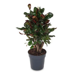 Codiaeum Mammi - Croton -HORTOLOGY Plants Sale Codiaeum Mammi 19x60cm