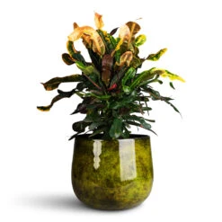 Emmie Metal Plant Pot - Mystic Yellow 12 Emmie Metal Plant Pot - Mystic Yellow -HORTOLOGY Plants Sale Codiaeum Mammi 19x60cm Emmie Metal Pot Mystic Yellow 27x23cm 1