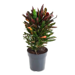 Codiaeum Mammi - Croton -HORTOLOGY Plants Sale Codiaeum Mammi 21x70cm