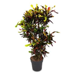 Codiaeum Mammi - Croton -HORTOLOGY Plants Sale Codiaeum Mammi 31x140cm