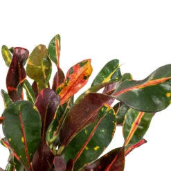 Codiaeum Mammi - Croton -HORTOLOGY Plants Sale Codiaeum Mammi SWATCH 2