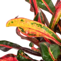 Codiaeum Mammi - Croton -HORTOLOGY Plants Sale Codiaeum Mammi SWATCH