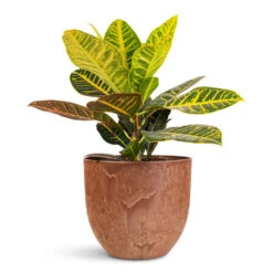 Bola Artstone Plant Pot - Oak -HORTOLOGY Plants Sale Codiaeum Petra 21x60cm Bola Artstone Pot Oak 28x24cm