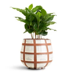Moda Plant Pot - Moon Lattice 10 Moda Plant Pot - Moon Lattice -HORTOLOGY Plants Sale Coffea arabica 12x35cm Moda Pot Moon Lattice 12x13cm