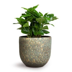 Rinca Plant Pot - Shiny Green -HORTOLOGY Plants Sale Coffea arabica Coffee Plant 12x35cm Rinca Plant Pot Shiny Green 15x13cm 62ce93f2 61d8 44dd a72f 74855eb1cdb4