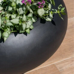 Cora Natural Bowl Planter - Black 9 Cora Natural Bowl Planter - Black -HORTOLOGY Plants Sale CoraNaturalBowlPlanter Black 4