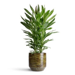 Cordyline Fruticosa Glauca - Green Ti Plant