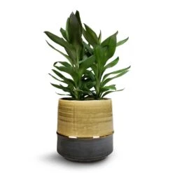 Marlijn Thyme Sage and Denim Blue Two-Tone Glazed Ceramic Indoor Plant Pot 39 Marlijn Thyme Sage and Denim Blue Two-Tone Glazed Ceramic Indoor Plant Pot -HORTOLOGY Plants Sale Cordyline fruticosa Glauca Green Ti Plant 19x55cm Marlijn Plant Pot Thyme 21x21cm 5b67f843 441c 47a6 97d0 36d3c71a8291
