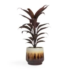 Cordyline Fruticosa Mambo - Hawaiian Ti Plant 27 Cordyline Fruticosa Mambo - Hawaiian Ti Plant -HORTOLOGY Plants Sale Cordyline fruticosa Mambo Hawaiian Ti Plant 12x40cm Alice Plant Pot Caramel 14x12cm