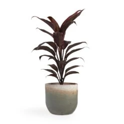 Cordyline Fruticosa Mambo - Hawaiian Ti Plant 28 Cordyline Fruticosa Mambo - Hawaiian Ti Plant -HORTOLOGY Plants Sale Cordyline fruticosa Mambo Hawaiian Ti Plant 12x40cm Tarra Plant Pot Forest 15x13cm
