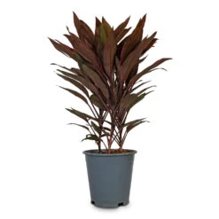 Cordyline Fruticosa Mambo - Hawaiian Ti Plant 21 Cordyline Fruticosa Mambo - Hawaiian Ti Plant -HORTOLOGY Plants Sale Cordyline fruticosa Mambo Hawaiian Ti Plant 19x50cm