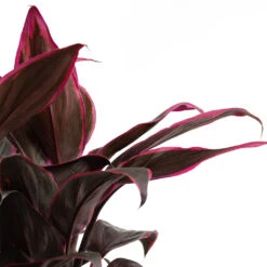 Cordyline Fruticosa Mambo - Hawaiian Ti Plant 20 Cordyline Fruticosa Mambo - Hawaiian Ti Plant -HORTOLOGY Plants Sale Cordyline fruticosa Mambo Hawaiian Ti Plant Close Up