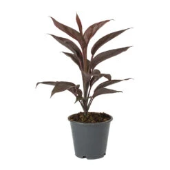 Cordyline Fruticosa Mambo - Hawaiian Ti Plant 19 Cordyline Fruticosa Mambo - Hawaiian Ti Plant -HORTOLOGY Plants Sale Cordyline fruticosa Mambo Hawaiian Ti Plant a0c65b4b 8ead 47e2 a284 a2b6a510e83d