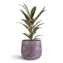 Jules Plant Pot - Shiny Purple -HORTOLOGY Plants Sale Cordyline fruticosa Rumba 12x35cm Jules Pot Shiny Purple 18x15cm