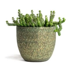 Rinca Plant Pot - Shiny Green -HORTOLOGY Plants Sale Crassula marneriana Hottentot Jade Necklace 14x30cm Rinca Plant Pot Shiny Green 17x15cmV2 de6c61f4 0955 4830 a711 759163b18ccc