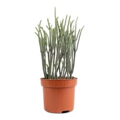 Crassula Muscosa - Watch Chain Plant 7 Crassula Muscosa - Watch Chain Plant -HORTOLOGY Plants Sale Crassula muscosa Watch Chain Plant