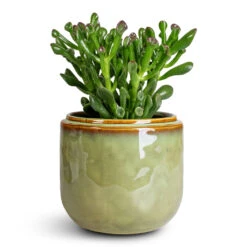Mabel Plant Pot - Sage -HORTOLOGY Plants Sale Crassula ovata Gollum 12x25cm Mabel Pot Sage 15x13cm