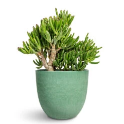 Bola Artstone Plant Pot - Thyme 17 Bola Artstone Plant Pot - Thyme -HORTOLOGY Plants Sale Crassula ovata Gollum Jade Plant 17x25cm Bola Artstone Plant Pot Thyme 23x20cm 1