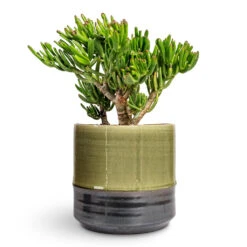Marlijn Thyme Sage and Denim Blue Two-Tone Glazed Ceramic Indoor Plant Pot 33 Marlijn Thyme Sage and Denim Blue Two-Tone Glazed Ceramic Indoor Plant Pot -HORTOLOGY Plants Sale Crassula ovata Gollum Jade Plant 17x25cm Marlijn Plant Pot Thyme 24x23cm 1