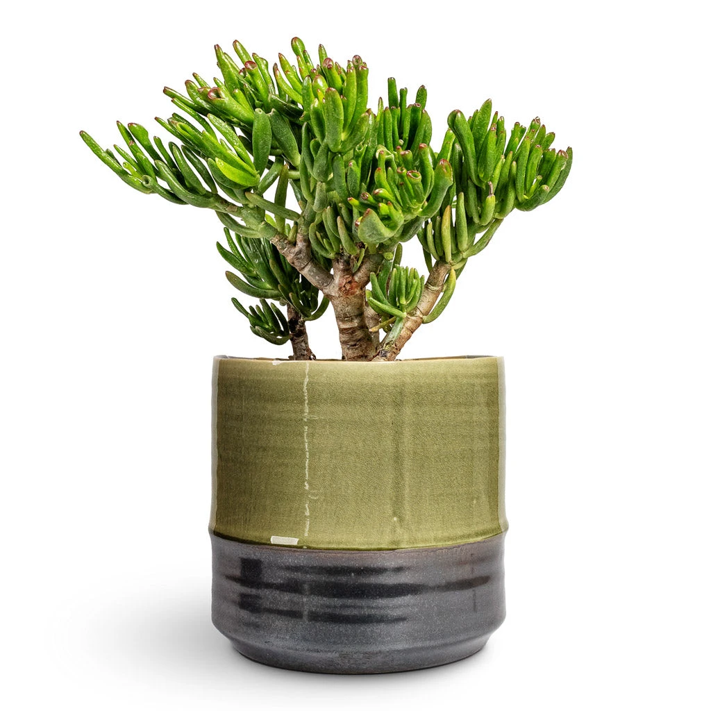 Marlijn Thyme Sage and Denim Blue Two-Tone Glazed Ceramic Indoor Plant Pot 14 Marlijn Thyme Sage and Denim Blue Two-Tone Glazed Ceramic Indoor Plant Pot - Image 14