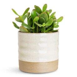 Gia Rippled Ceramic Plant Pot - Ice Cream Dip Marshmallow & Latte Two-Tone 10 Gia Rippled Ceramic Plant Pot - Ice Cream Dip Marshmallow & Latte Two-Tone -HORTOLOGY Plants Sale Crassula ovata Sunset 12x25cm Gia Pot Ice Cream 14x13cm 1